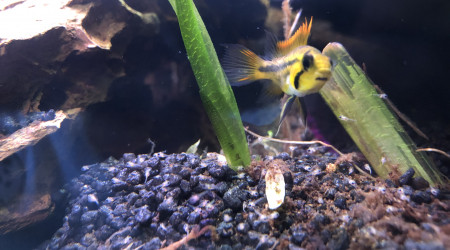 La maman et les petits