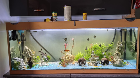 aquarium Zen