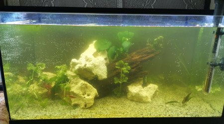 aquarium 54 L