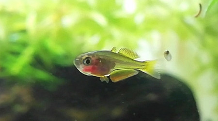 Grumpy fish fête ses 1 mois