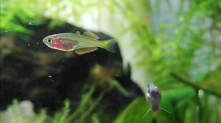 Grumpy fish fête ses 1 mois