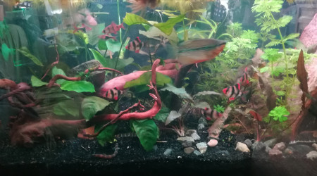 Les nitrates baissent