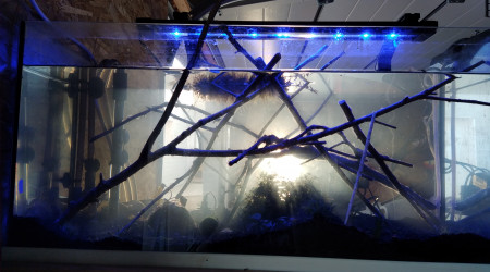 aquarium La brochette de crevettes