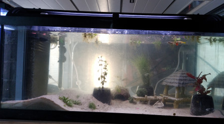 aquarium Nurserie pour guppys
