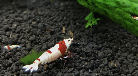 aquarium CREVETTE PURE RED LINE