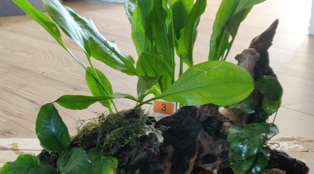 Nettoyage de printemps et Réorganisation