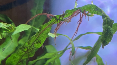 Microsorium Pteropus 'Trident'