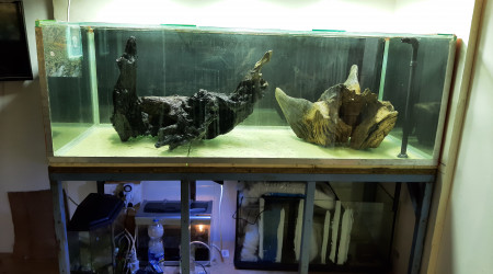 aquarium Nabuchodonosore