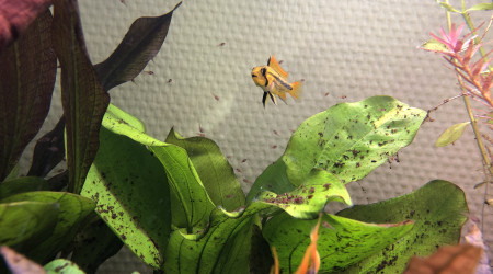 Une semaine après l’éclosion