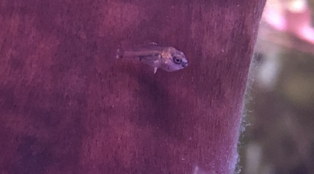 Un des petits avec le zoom au max