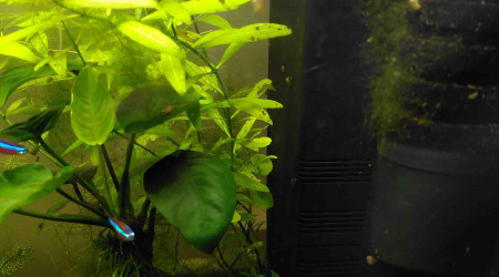 algues (filamenteuses?) et trous dans les feuilles