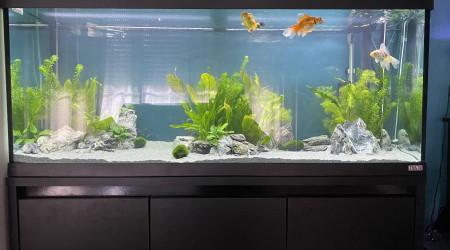 aquarium Japonais