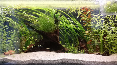 Aquarium au 01/04/21