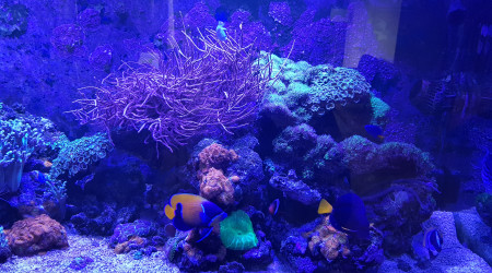 aquarium 540 litres