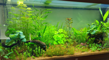 aquarium BAC 450 L
