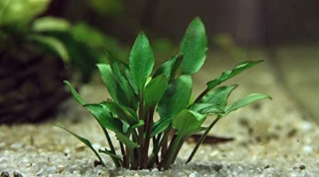aquarium Projet plantes rares low tech