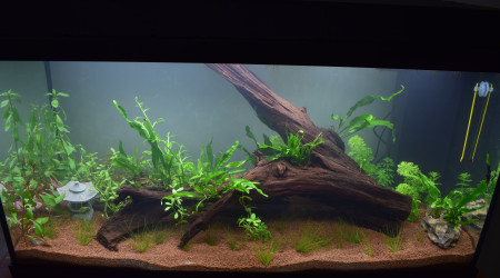 aquarium Premier aquarium 100L biotope asiatique