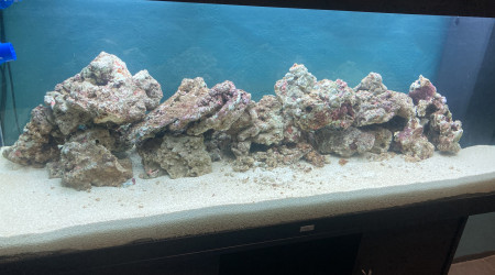 Ajout de 30 kgs de pierres vivantes