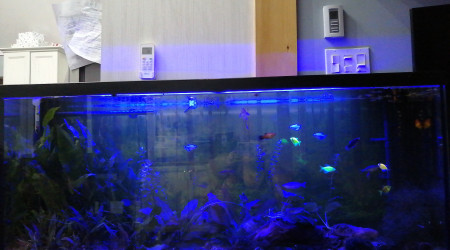 aquarium 45 gallons