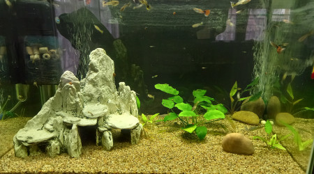 aquarium Bac 80l