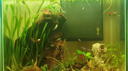 aquarium Amazonien