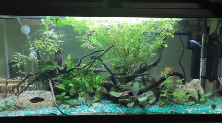aquarium Combattant