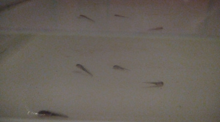 Qualité et quantité