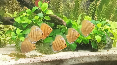 Discus Turquoises