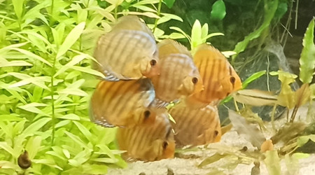Discus Turquoises