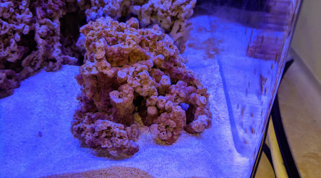 Apparition  algues brunes