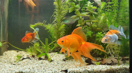 La Miss et les Misters