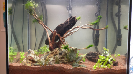 aquarium Projet 1  Lido 120l