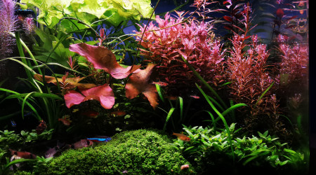 Avant la taille... :D