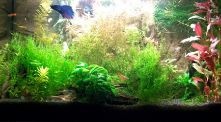 aquarium 60 litres