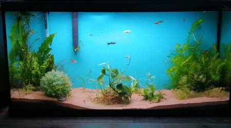 aquarium 30 gallons
