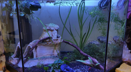 aquarium 30l