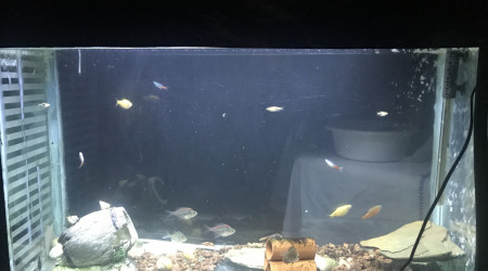 aquarium Mon aquarium