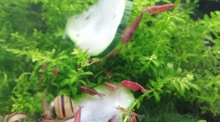 Asolene spixi et Red cherry