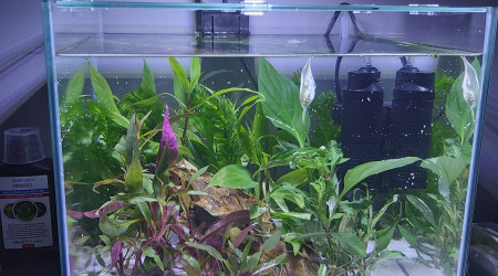 Mon aquarium planter