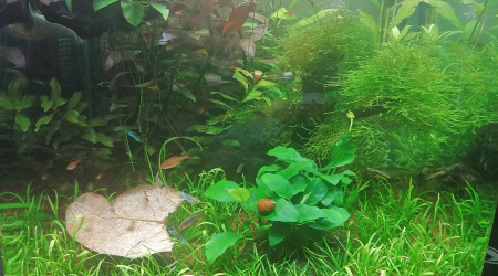 Après la floraison, l'automne...