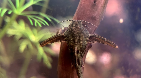 Enfin un équilbre !