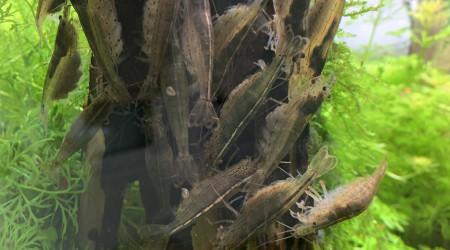 Manif de crevettes en colère