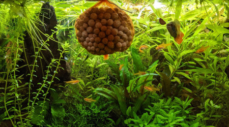 Mise en culture masses filtrantes