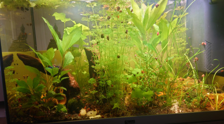 aquarium Kestufela   140 L