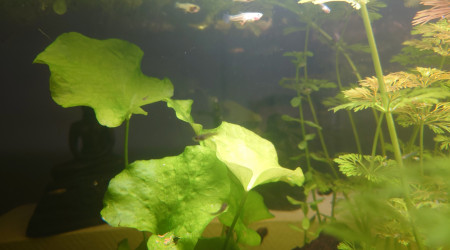 Echange et dons d'alevins Guppys