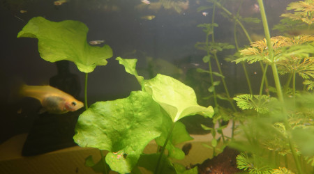 Echange et dons d'alevins Guppys