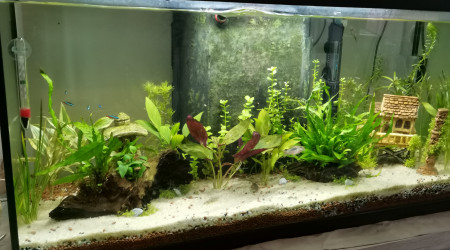 Ajout de plantes +arriver des nouveaux poissons