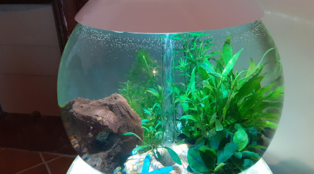 aquarium Biorb Halo 60l