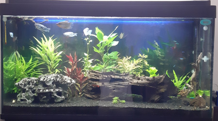 aquarium Migration du bac 260 Litres vers 600