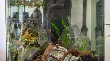 Première version de plantation